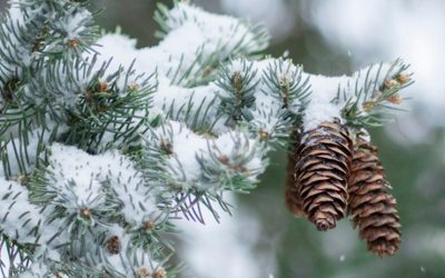 Sunday, 1/25/26, 10:30 am