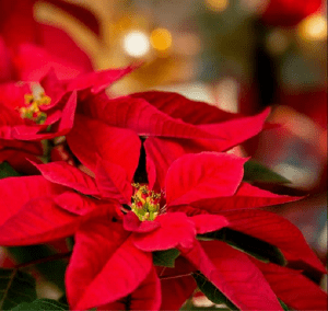 FSJ - POINSETTIA SALE