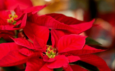 2024 POINSETTIA SALE