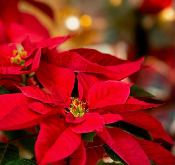 2024 POINSETTIA SALE